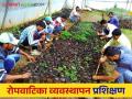 Nursery Management : रोपवाटिका व्यवस्थापन प्रशिक्षण करायचंय? 'या' कृषी सेवा केंद्रात संपर्क साधा...  - Marathi News | Latest News nursery management 05 days training on nursery management in krushi vidnyan kendra hingoli | Latest agriculture News at Lokmat.com