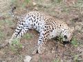 बारभाई तांडा शिवारात बिबट्याचा संशयास्पद मृत्यू - Marathi News | Suspicious death of leopard in Barbhai Tanda Shivara | Latest yavatmal News at Lokmat.com