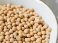 Soybean Market: राज्यात आज सकाळच्या सत्रात केवळ एकाच बाजारसमितीत मिळतोय हमीभाव - Marathi News | | Latest agriculture News at Lokmat.com