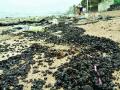 जुहू समुद्रकिनारी आॅइल टार बॉल - Marathi News | Juhu seaside oil tar ball | Latest mumbai News at Lokmat.com