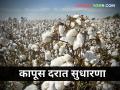अर्थसंकल्पाच्या दिवशी कापसाचे दर वाढले! पाहा कुठे किती मिळाला दर? - Marathi News | Cotton rates hiked on Budget day! See where the rate is? | Latest agriculture News at Lokmat.com