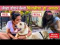 जेव्हा डोरानं केला मितालीचा 'हा' अवतार | Mitali Mayekar and Pet Dora Fun | Lokmat CNX Filmy - Marathi News | When Dora did Mithali's 'Ha' avatar Mitali Mayekar and Pet Dora Fun | Lokmat CNX Filmy | Latest filmy Videos at Lokmat.com