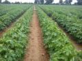 राज्यातील कापूस उत्पादकांसाठी अमावास्येची रात्र चिंतेची! - Marathi News | Dark night worries for cotton growers in the state! | Latest akola News at Lokmat.com