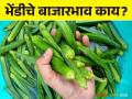 Okra Market : भेंडीला मिळाला साताऱ्यात सर्वाधिक भाव - Marathi News | Okra Market : Okra got the highest price in Satara | Latest agriculture News at Lokmat.com