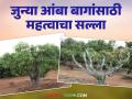 जुन्या आंबा बागेचे उत्पादन वाढविण्यासाठी कोंकण कृषि विद्यापीठाचा महत्वाचा सल्ला - Marathi News | Important advice from Konkan Krishi Vidyapeeth to increase production of old mango orchards | Latest agriculture News at Lokmat.com