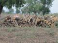 अवैध लाकूडतोड जोरात - Marathi News | Illegal logging loud | Latest akola News at Lokmat.com