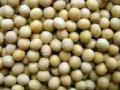 सोयाबीन बियाणांचा काळा बाजार? - Marathi News | Black market of soybean seeds? | Latest chhatrapati-sambhajinagar News at Lokmat.com