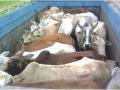 नफ्यासाठी जनावरे कत्तलखान्यात ! - Marathi News | Animal slaughter house for profit! | Latest akola News at Lokmat.com