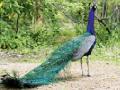 मोरांच्या मुक्त संचाराने वडाळीचे नक्षत्र वन बहरले - Marathi News | With the free exchange of peacock, the constellation of Vadali has flourished | Latest amravati News at Lokmat.com