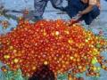 जिल्ह्यातील टोमॅटो उत्पादक अडचणीत - Marathi News | Tomato Trouble producer in the district | Latest chhatrapati-sambhajinagar News at Lokmat.com