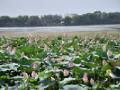 कमळ फुलले.. - Marathi News | Lily blossom .. | Latest amravati News at Lokmat.com