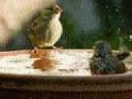 विद्यार्थ्यांनी तयार केले पक्ष्यांसाठी पाणवटे - Marathi News | Flavors for the birds prepared by the students | Latest chhatrapati-sambhajinagar News at Lokmat.com
