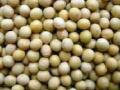 सोयाबीन बियाणे महागले - Marathi News | Soybean Seed Expensive | Latest chhatrapati-sambhajinagar News at Lokmat.com