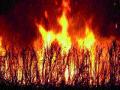 चिंचोटी येथे शॉर्टसर्किटने दोन एकर ऊस जळून खाक - Marathi News | Sharkscreat at Chinchoti, burned by two acres of sugarcane | Latest chhatrapati-sambhajinagar News at Lokmat.com