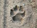 भीमाशंकरमध्ये बिबट्याच्या पाऊलखुणा - Marathi News | Leopard footprint in Bhimashankar | Latest pune News at Lokmat.com