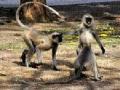 वानरांच्या टोळीचा गेवराई शहरात धुमाकूळ - Marathi News | A group of monkeys in the city of Gevrai | Latest chhatrapati-sambhajinagar News at Lokmat.com