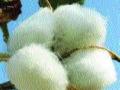 पाच लाख क्विंटल कापसाची खरेदी - Marathi News | Cotton purchase of 5 lakh quintals | Latest chhatrapati-sambhajinagar News at Lokmat.com