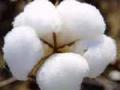 सोयाबीनच्या पेर्‍यात वाढ; कापूस घटणार - Marathi News | Increase in soybean sowing; Cotton to fall | Latest buldhana News at Lokmat.com