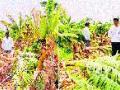पिंपळगावात केळीच्या बागा जमीनदोस्त - Marathi News | Banana banana rocks in Pimpalgaon | Latest solapur News at Lokmat.com