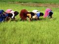 भोर तालुक्यात भात पेरणीला वेग - Marathi News | The rice sowing speed in Bhor taluka | Latest pune News at Lokmat.com