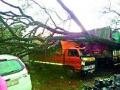 वाहनांवर कोसळले झाड - Marathi News | Damaged tree on vehicles | Latest nashik News at Lokmat.com