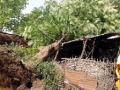 वादळी वार्‍याने झाड पडून बैैल दगावला - Marathi News | The wind blew down the tree and the wind blew | Latest chhatrapati-sambhajinagar News at Lokmat.com