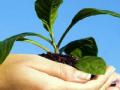 वृक्षारोपणाऐवजी तोडच अधिक; प्लास्टिकचा वापरही अमर्याद - Marathi News | More of the plantation than the plantation; The use of plastic is limitless | Latest chhatrapati-sambhajinagar News at Lokmat.com