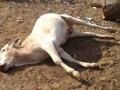 विषबाधेमुळे गायी व गोर्‍हे दगावले - Marathi News | Cows and sheep are buried due to poisoning | Latest buldhana News at Lokmat.com