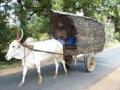 आधुनिक युगात बैलगाडी होणार नामशेष - Marathi News | In the modern era, the bullock cart will be extinct | Latest mumbai News at Lokmat.com