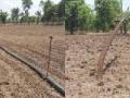 दुबार पेरणीचे सावट! - Marathi News | Due to drought sowing! | Latest buldhana News at Lokmat.com