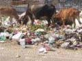 केजमध्ये राबविली जातेय शून्य कचरा क्षेत्र मोहीम - Marathi News | The Zero Garbage Area Campaign is being implemented in Cage | Latest chhatrapati-sambhajinagar News at Lokmat.com