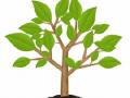 झाडे जिवंत ठेवल्यास दरवर्षी अनुदान - Marathi News | Every year if plants keep alive, grants | Latest buldhana News at Lokmat.com