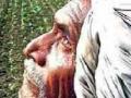 शेतकरी झाला हवालदिल - Marathi News | A farmer would be havoc | Latest chhatrapati-sambhajinagar News at Lokmat.com