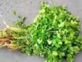 मंचरला कोथिंबीर 51 रुपये जुडी - Marathi News | Coriander cilantro 51 rupee pair | Latest pune News at Lokmat.com
