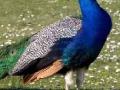 मोराचे वाचविले प्राण - Marathi News | Prana survived the peacock | Latest chhatrapati-sambhajinagar News at Lokmat.com