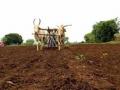 शेतीचे अर्थकारण धोक्यात? - Marathi News | Economy of the danger of agriculture? | Latest buldhana News at Lokmat.com
