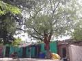‘त्यांनी’ जोपासले वृक्ष संगोपन - Marathi News | 'He' raised the tree planted | Latest buldhana News at Lokmat.com