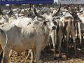 हिरवा चारा महागल्याने शेतकरी संकटात - Marathi News | Farmers in crisis due to green fodder prices | Latest chhatrapati-sambhajinagar News at Lokmat.com