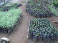 सहा लाखावर विविध रोपे तयार - Marathi News | Prepare different seedlings for six grams | Latest buldhana News at Lokmat.com