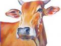 १६ लाख जनावरांची भूक निसर्गावर - Marathi News | The hunger of 16 lakh animals on nature | Latest maharashtra News at Lokmat.com