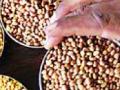 सोयाबीनच्या बियाणाची शेतकऱ्यांकडून चाचणी - Marathi News | Soybean seeds are tested by farmers | Latest chhatrapati-sambhajinagar News at Lokmat.com