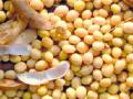 बोगस बियाण्यांची विक्री - Marathi News | Sale of bogass seeds | Latest buldhana News at Lokmat.com