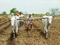 पावसानंतर शेतकऱ्यांची ‘चाड्यावर मूठ’ - Marathi News | After the monsoon, farmers' hawks on Chad | Latest chhatrapati-sambhajinagar News at Lokmat.com