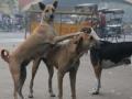 भटक्या कुत्र्यांचा युवतीवर हल्ला - Marathi News | Wandering dogs attacked the young woman | Latest pune News at Lokmat.com