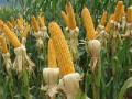 ..तर फक्त मकाच पेरावा लागेल? - Marathi News | Only then will the maize be eaten? | Latest maharashtra News at Lokmat.com