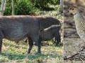 वन्यप्राण्यांच्या मांसाची सर्रास विक्री - Marathi News | The most common sale of wild animals | Latest buldhana News at Lokmat.com
