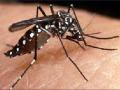 डासोत्पतीच्या बांधकामांवर कारवाई - Marathi News | Action on the construction of the mosquitoes | Latest pune News at Lokmat.com