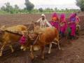 पेरण्यांचा टक्का वाढेना - Marathi News | Increasing the percentage of sowing | Latest buldhana News at Lokmat.com