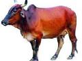 टंचाईमुळे बाजारात गुरांची बेभाव विक्री - Marathi News | Due to scarcity due to the sale of cattle in the market | Latest chhatrapati-sambhajinagar News at Lokmat.com