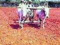 केवळ १४ हजार हेक्टरवर पेरणी - Marathi News | Sowing only 14 thousand hectares | Latest buldhana News at Lokmat.com